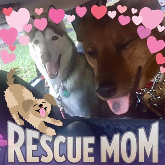 spiffypooches
